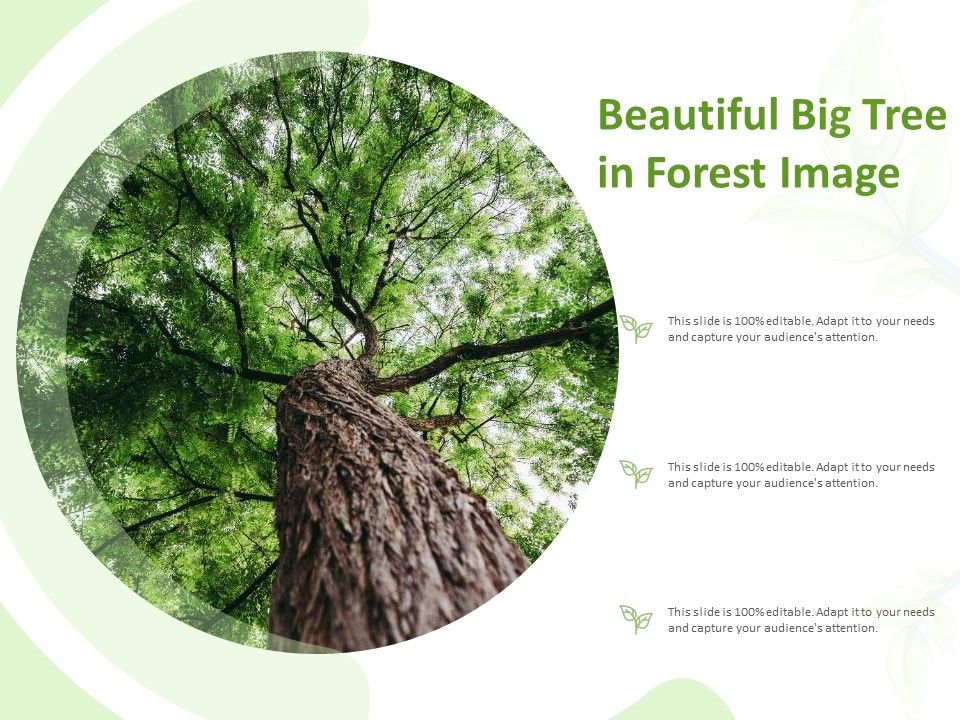 Beautiful_Big_Tree_In_Forest_Image_Ppt_Model_Infographics_PDF_Slide_1.jpg