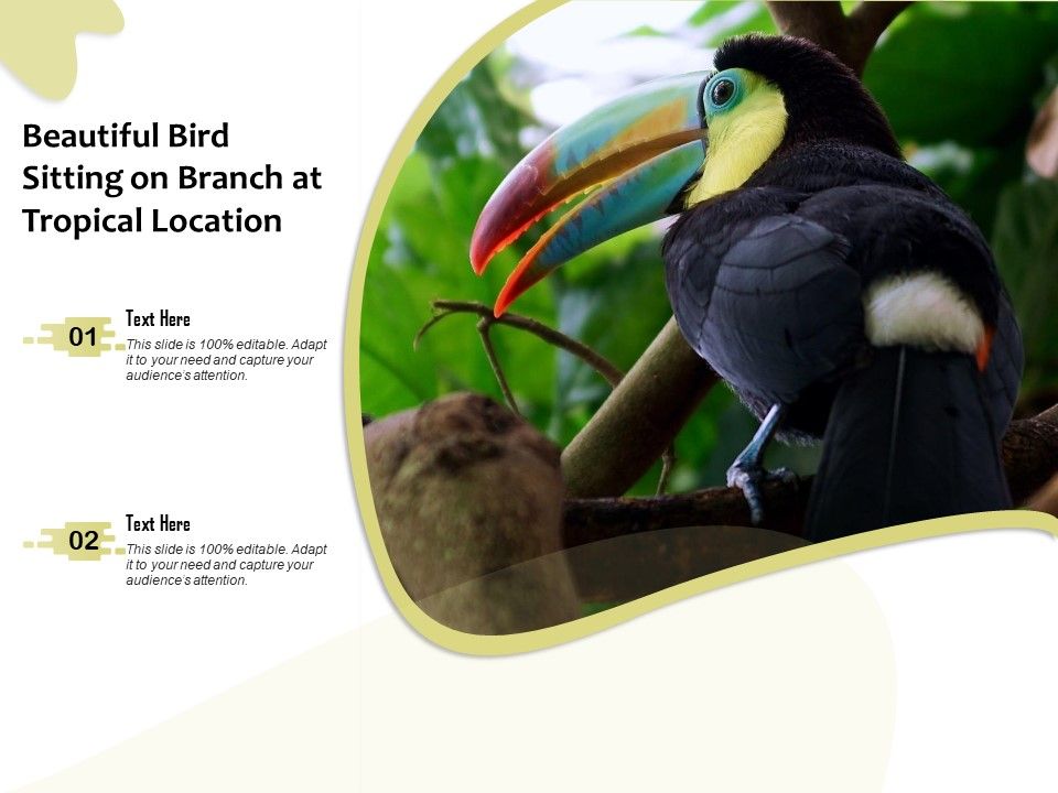 Beautiful_Bird_Sitting_On_Branch_At_Tropical_Location_Ppt_PowerPoint_Presentation_Gallery_Infographics_PDF_Slide_1.jpg
