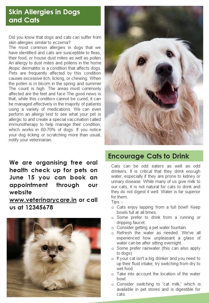 Bifold One Pager Pet Care Email Newsletter Template