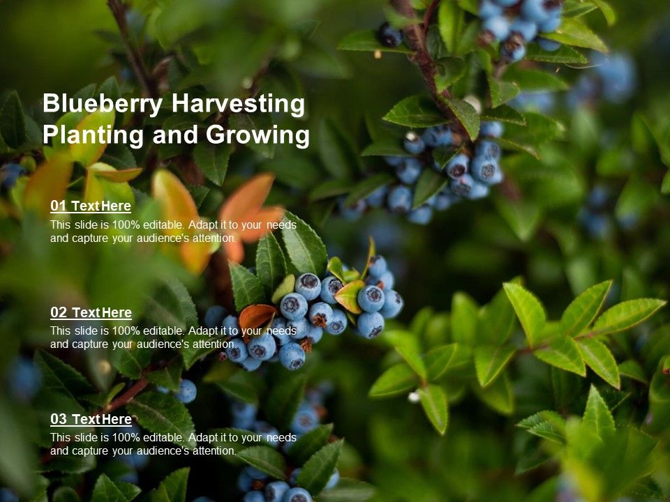 Blueberry_Harvesting_Planting_And_Growing_Ppt_PowerPoint_Presentation_Styles_Example_File_Slide_1.jpg