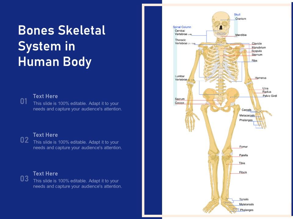 Bones_Skeletal_System_In_Human_Body_Ppt_PowerPoint_Presentation_File_Slides_PDF_Slide_1.jpg