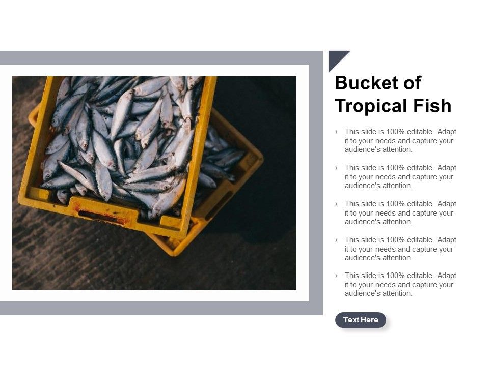 Bucket_Of_Tropical_Fish_Ppt_PowerPoint_Presentation_Inspiration_Background_Slide_1.jpg