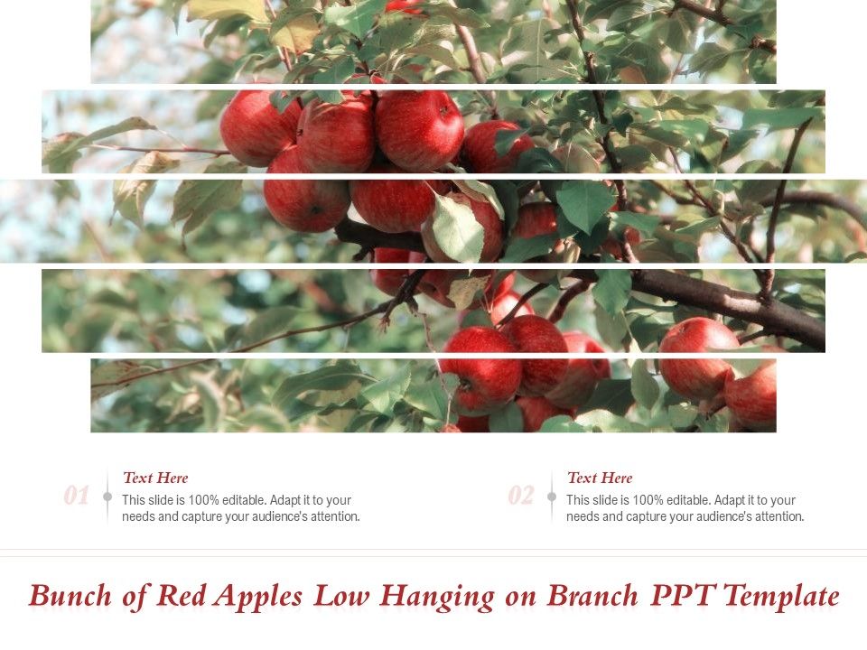 Bunch_Of_Red_Apples_Low_Hanging_On_Branch_PPT_Template_Ppt_PowerPoint_Presentation_File_Background_Designs_PDF_Slide_1.jpg