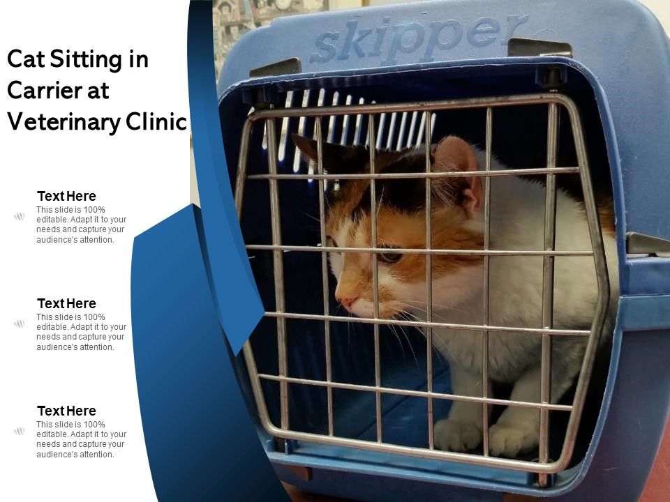 Cat_Sitting_In_Carrier_At_Animal_Hospital_Ppt_PowerPoint_Presentation_Slides_Visuals_PDF_Slide_1.jpg