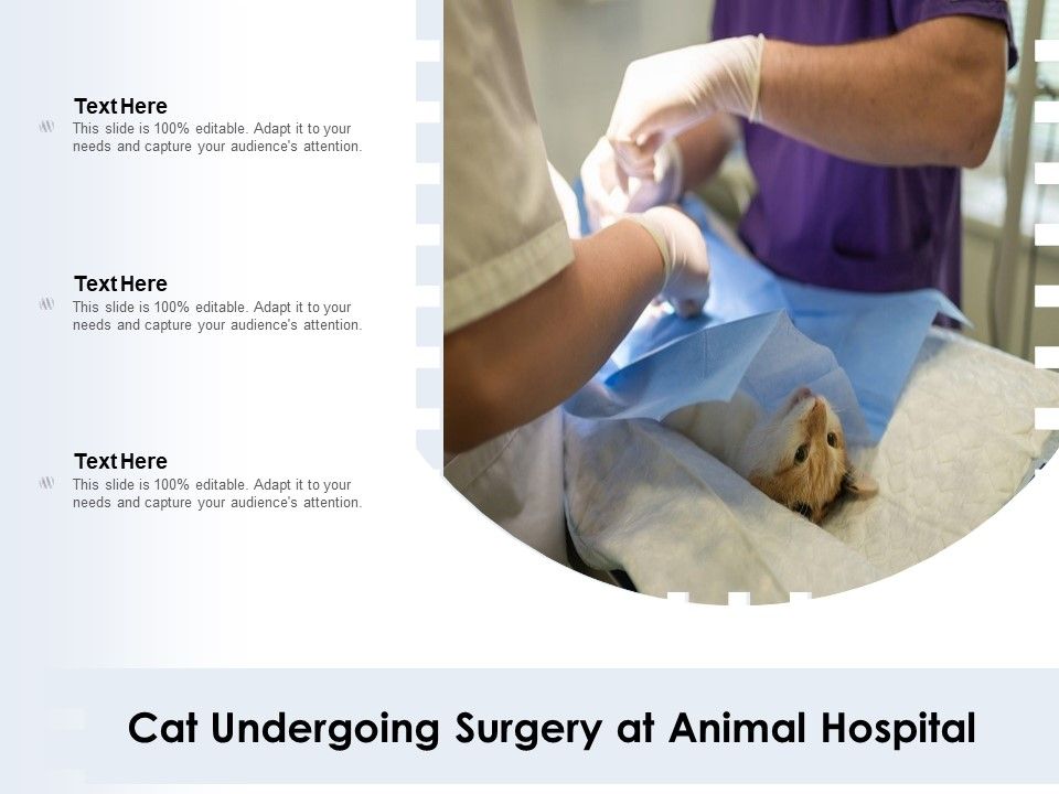 Cat_Undergoing_Surgery_At_Animal_Hospital_Ppt_PowerPoint_Presentation_Layouts_Example_PDF_Slide_1.jpg