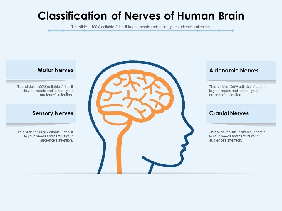 Classification_Of_Nerves_Of_Human_Brain_Ppt_PowerPoint_Presentation_File_Demonstration_PDF_Slide_1.jpg