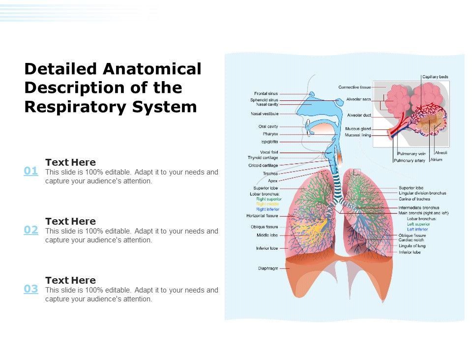 Detailed_Anatomical_Description_Of_The_Respiratory_System_Ppt_PowerPoint_Presentation_File_Example_File_PDF_Slide_1.jpg