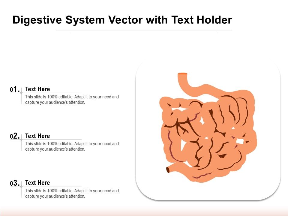 Digestive_System_Vector_With_Text_Holder_Ppt_PowerPoint_Presentation_Professional_Ideas_PDF_Slide_1.jpg
