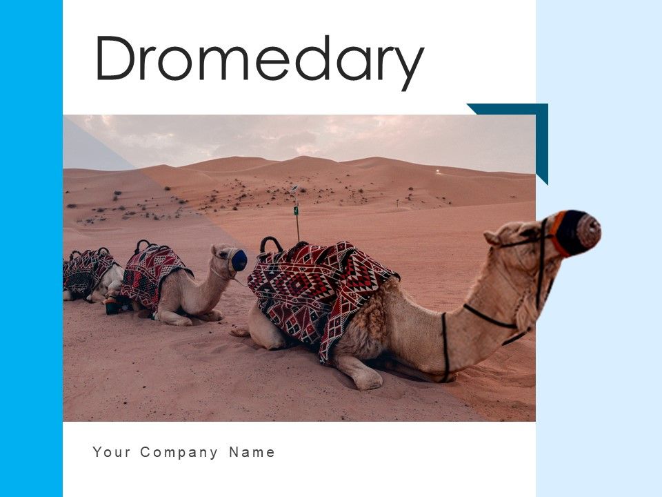 Dromedary_Captivity_Gear_Ppt_PowerPoint_Presentation_Complete_Deck_Slide_1.jpg