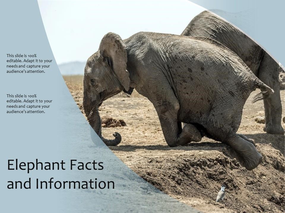 Elephant_Facts_And_Information_Ppt_PowerPoint_Presentation_Model_Graphics_Example_PDF_Slide_1.jpg