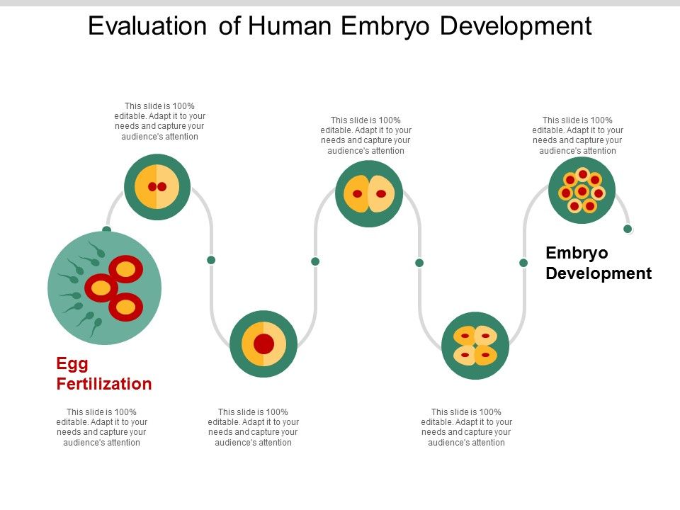 Evaluation_Of_Human_Embryo_Development_Ppt_PowerPoint_Presentation_Visual_Aids_Files_Slide_1.jpg