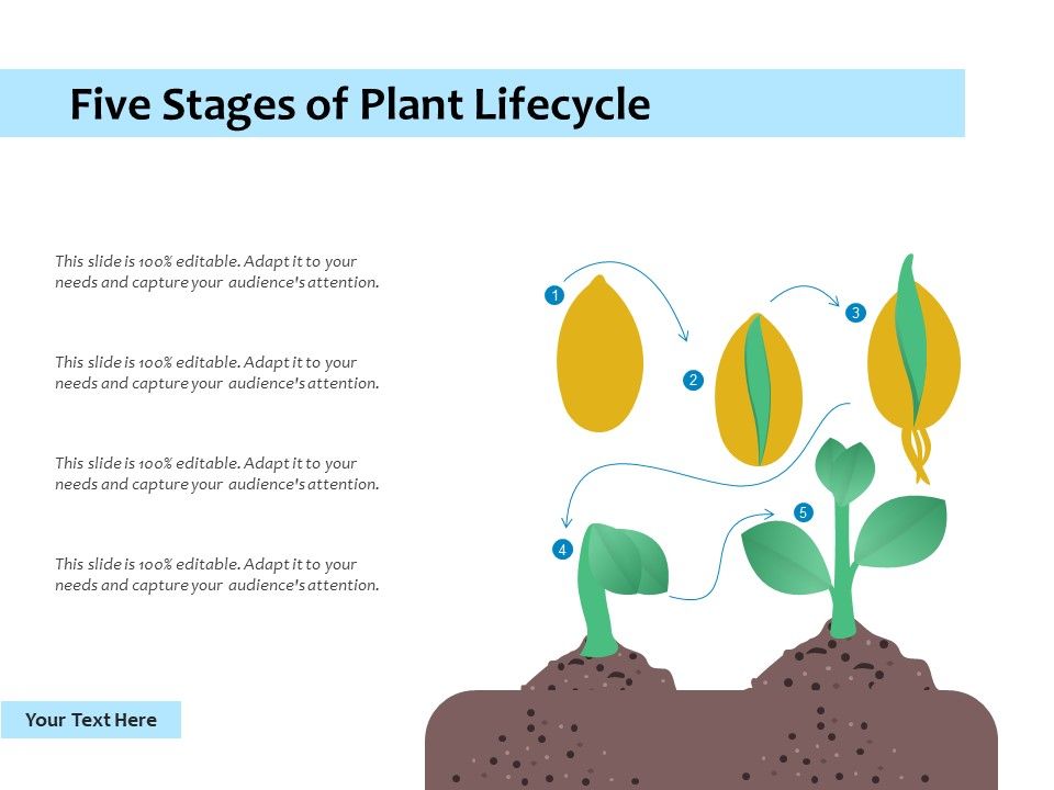 Five_Stages_Of_Plant_Lifecycle_Ppt_PowerPoint_Presentation_Inspiration_Design_Templates_PDF_Slide_1.jpg