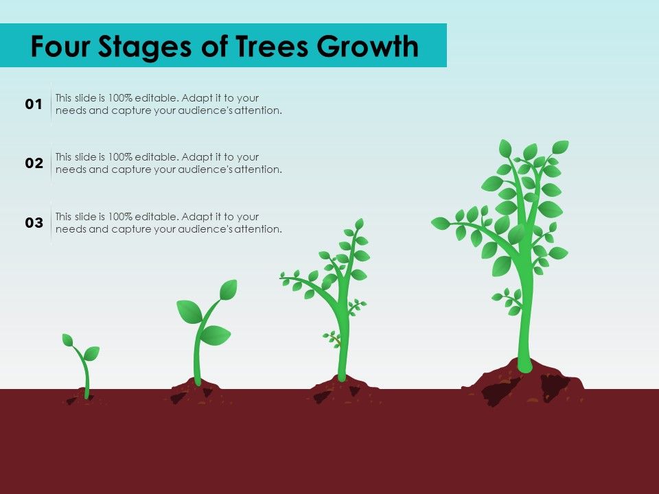 Four_Stages_Of_Trees_Growth_Ppt_PowerPoint_Presentation_Infographics_Example_Introduction_PDF_Slide_1.jpg