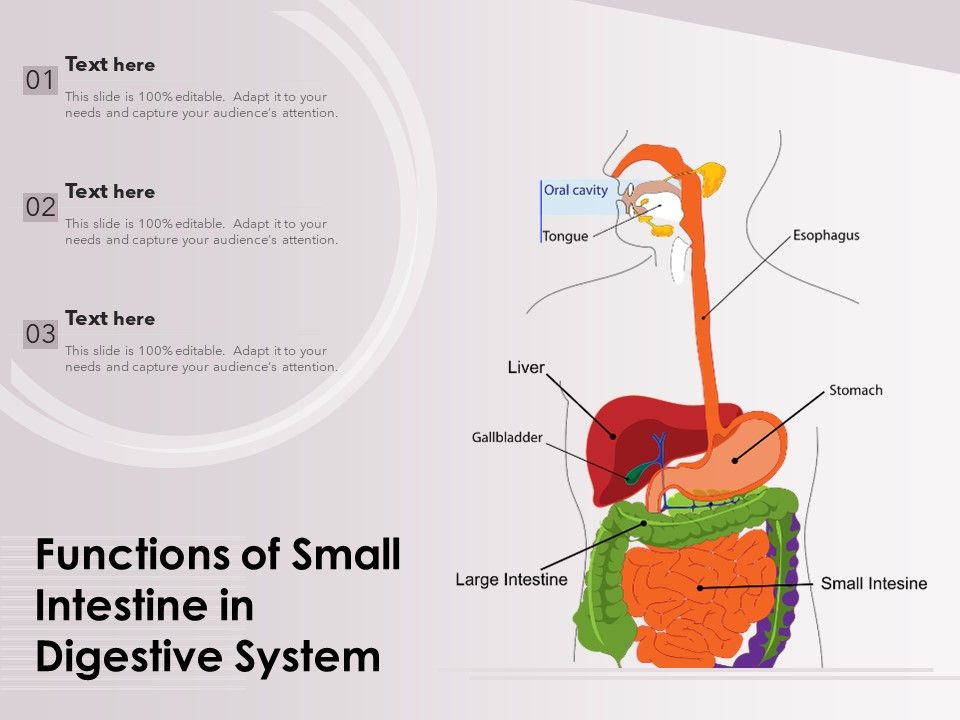Functions_Of_Small_Intestine_In_Digestive_System_Ppt_PowerPoint_Presentation_Layouts_Format_PDF_Slide_1.jpg