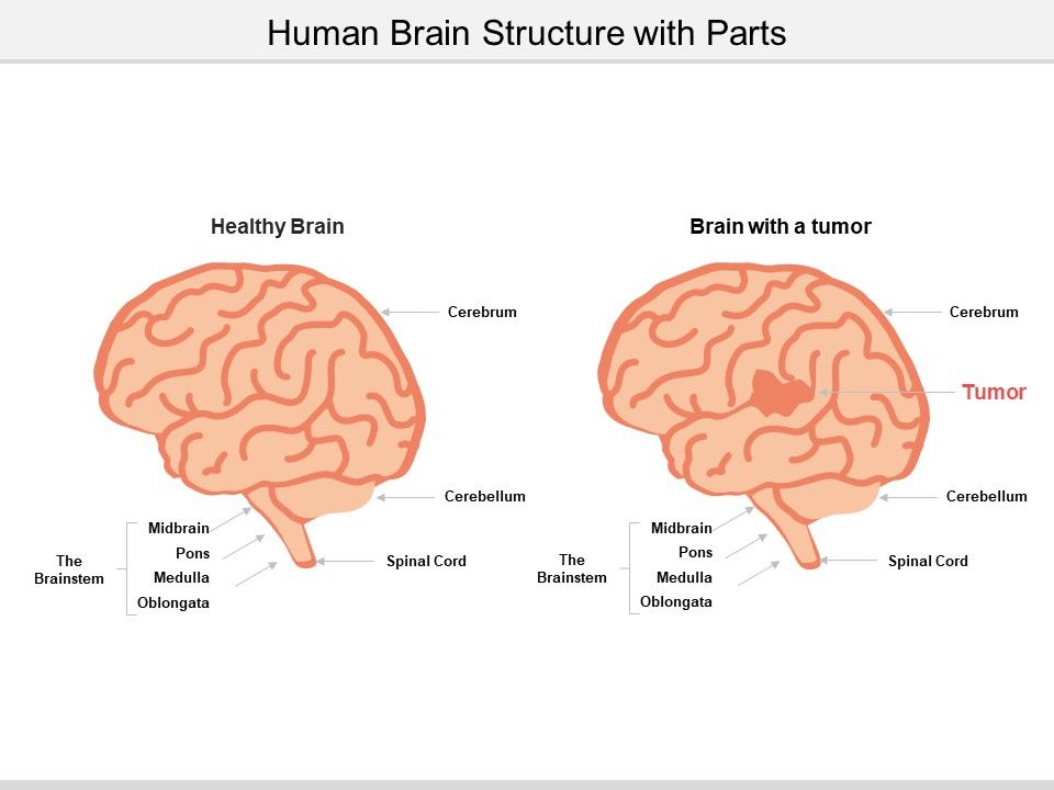 Human_Brain_Structure_With_Parts_Ppt_PowerPoint_Presentation_Gallery_Design_Ideas_Slide_1.jpg