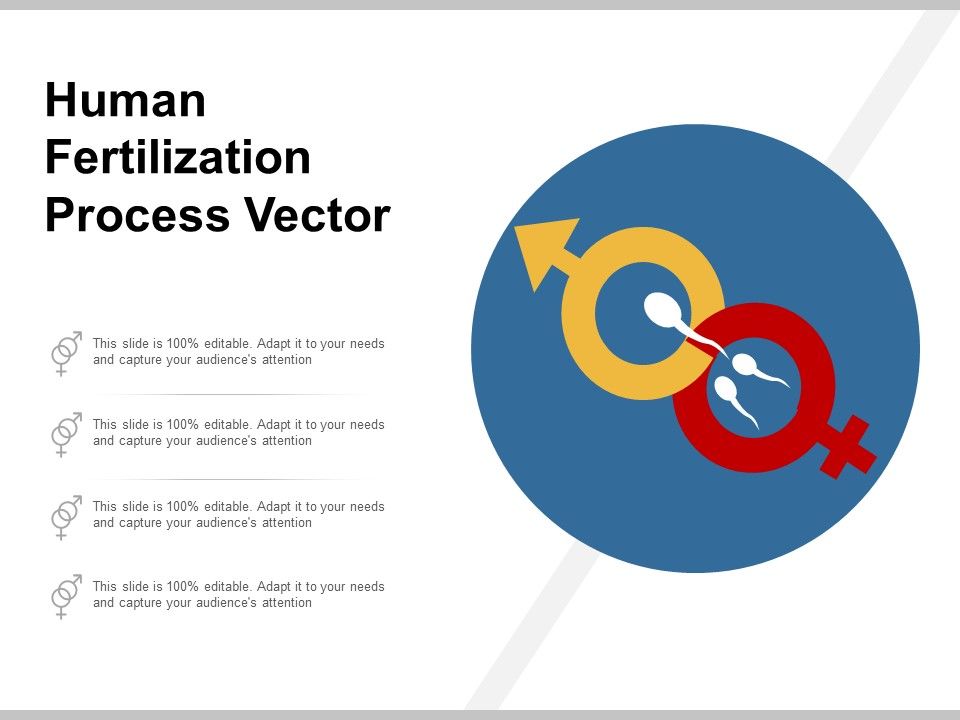 Human_Fertilization_Process_Vector_Ppt_PowerPoint_Presentation_Slides_Design_Inspiration_Slide_1.jpg