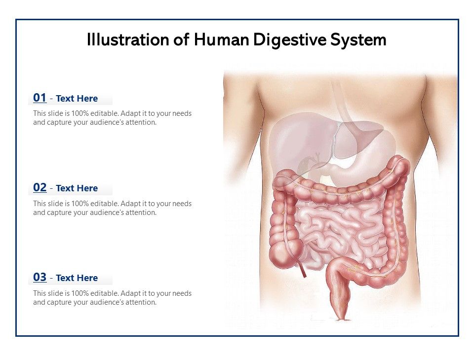 Illustration_Of_Human_Digestive_System_Ppt_PowerPoint_Presentation_File_Visuals_PDF_Slide_1.jpg