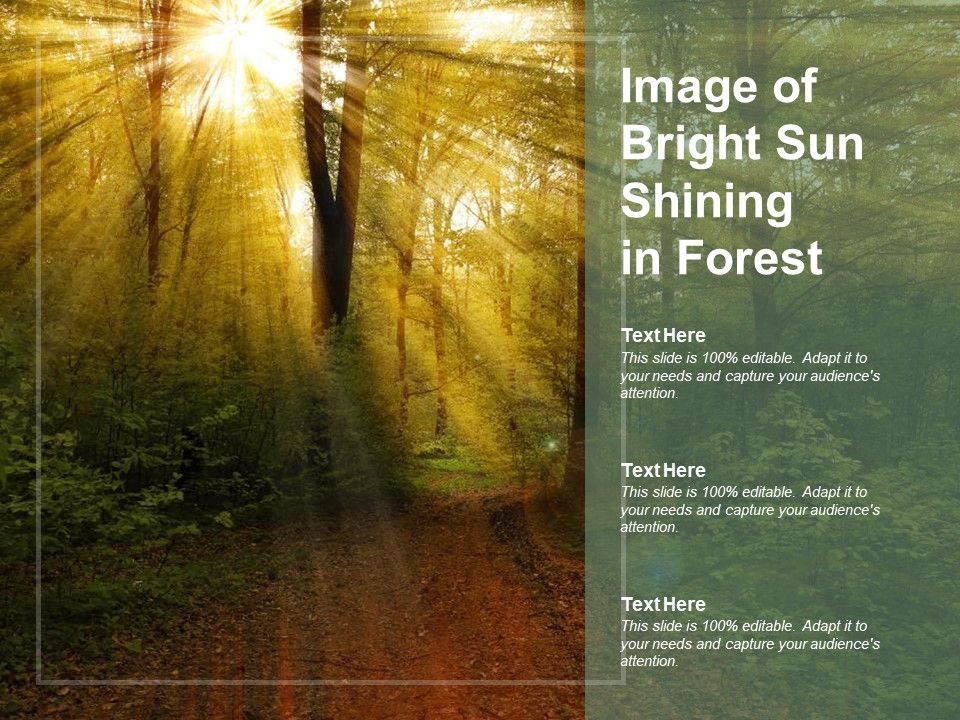Image_Of_Bright_Sun_Shining_In_Forest_Ppt_PowerPoint_Presentation_Slides_Layout_Slide_1.jpg