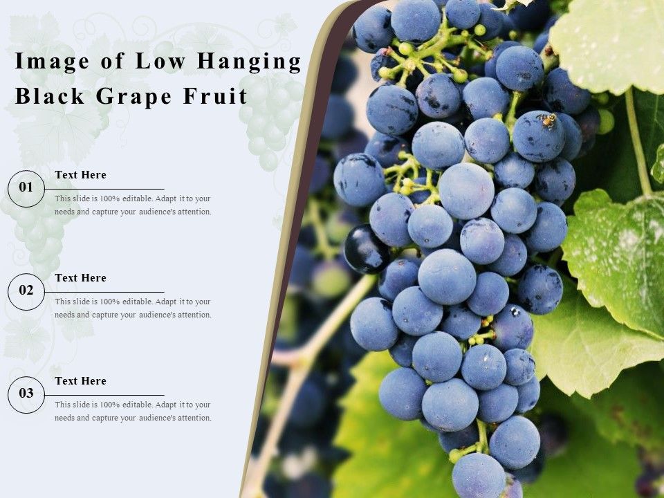 Image_Of_Low_Hanging_Black_Grape_Fruit_Ppt_PowerPoint_Presentation_Gallery_Guide_PDF_Slide_1.jpg
