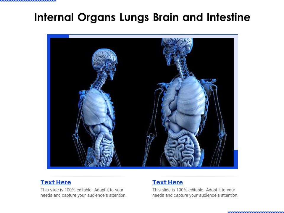 Internal_Organs_Lungs_Brain_And_Intestine_Ppt_PowerPoint_Presentation_File_Show_PDF_Slide_1.jpg