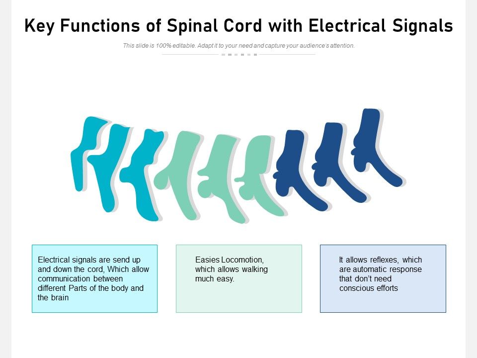 Key_Functions_Of_Spinal_Cord_With_Electrical_Signals_Ppt_PowerPoint_Presentation_Gallery_Example_File_PDF_Slide_1.jpg