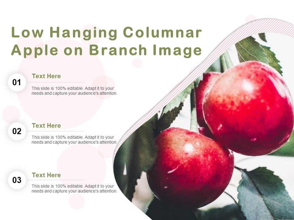 Low_Hanging_Columnar_Apple_On_Branch_Image_Ppt_PowerPoint_Presentation_Gallery_Pictures_PDF_Slide_1.jpg