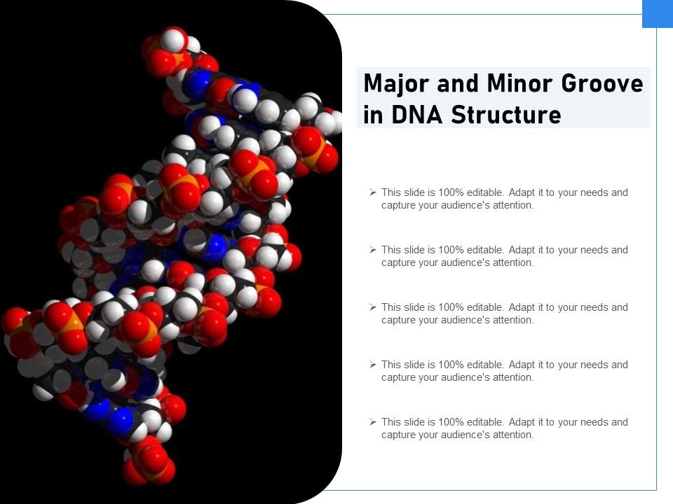 Major_And_Minor_Groove_In_DNA_Structure_Ppt_PowerPoint_Presentation_Icon_Ideas_PDF_Slide_1.jpg