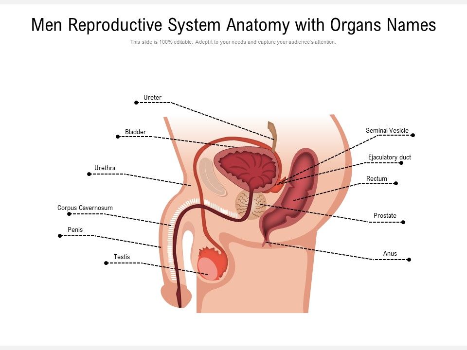 Men_Reproductive_System_Anatomy_With_Organs_Names_Ppt_PowerPoint_Presentation_File_Example_PDF_Slide_1.jpg