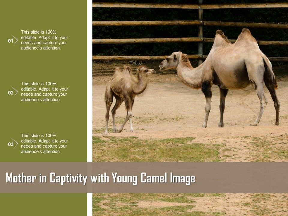 Mother_In_Captivity_With_Young_Camel_Image_Ppt_PowerPoint_Presentation_Gallery_Display_PDF_Slide_1.jpg