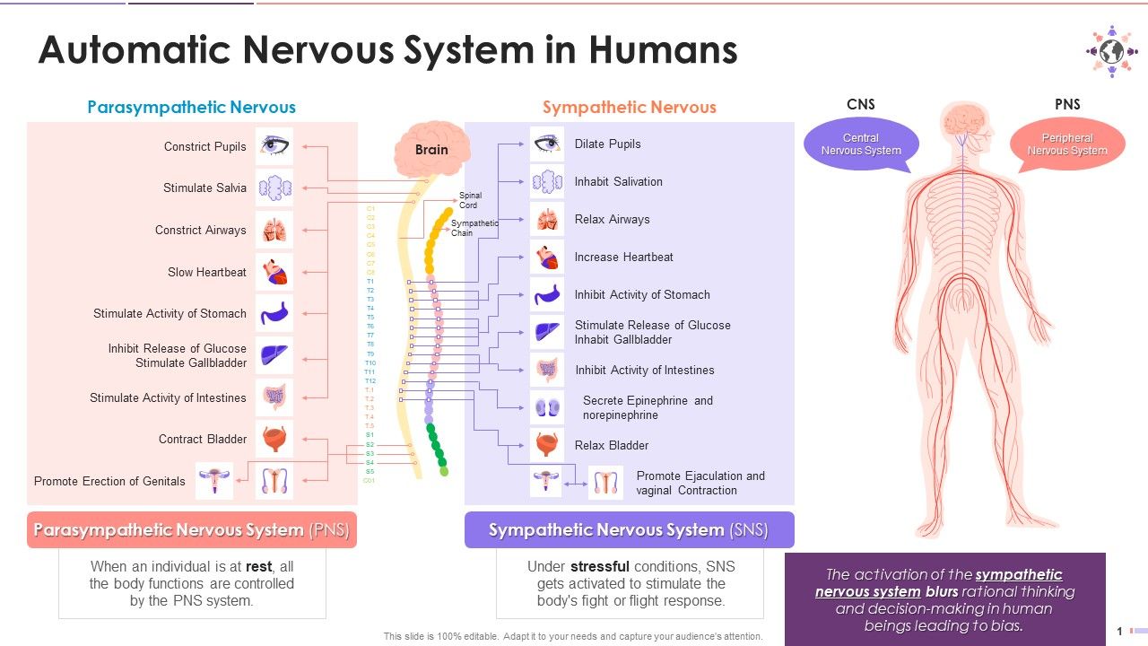 Overview_Of_Automatic_Nervous_System_In_Human_Beings_Training_Ppt_Slide_1.jpg