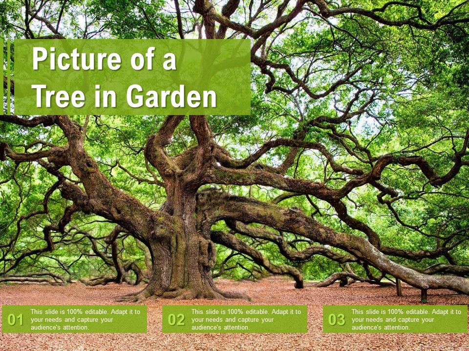 Picture_Of_A_Tree_In_Garden_Ppt_Portfolio_Background_Designs_PDF_Slide_1.jpg