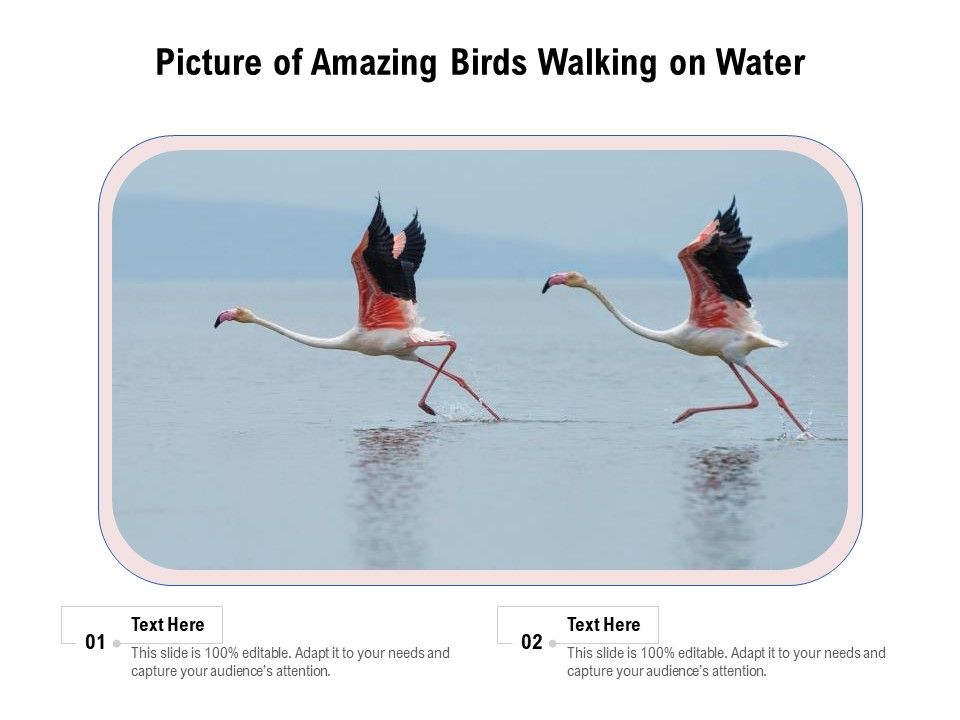 Picture_Of_Amazing_Birds_Walking_On_Water_Ppt_PowerPoint_Presentation_File_Inspiration_PDF_Slide_1.jpg
