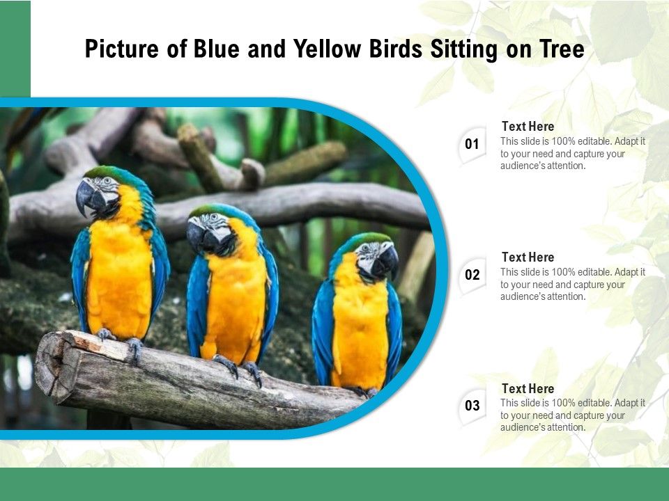 Picture_Of_Blue_And_Yellow_Birds_Sitting_On_Tree_Ppt_PowerPoint_Presentation_File_Guidelines_PDF_Slide_1.jpg