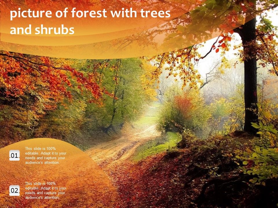 Picture_Of_Forest_With_Trees_And_Shrubs_Ppt_PowerPoint_Presentation_Layouts_Model_PDF_Slide_1.jpg