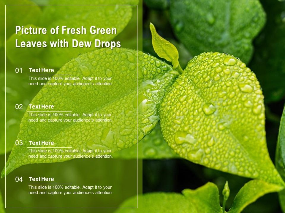 Picture_Of_Fresh_Green_Leaves_With_Dew_Drops_Ppt_PowerPoint_Presentation_Layouts_Deck_PDF_Slide_1.jpg