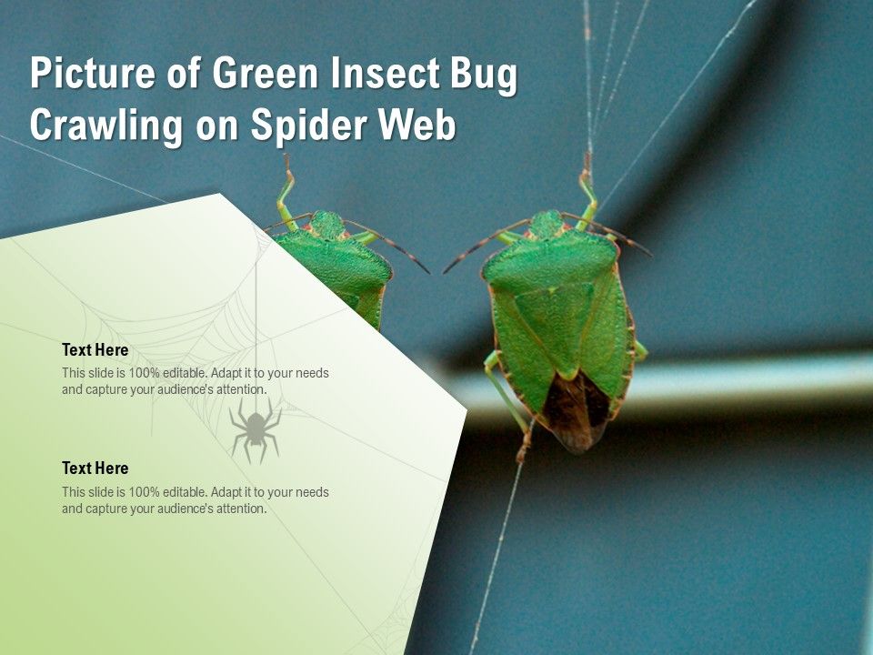 Picture_Of_Green_Insect_Bug_Crawling_On_Spider_Web_Ppt_PowerPoint_Presentation_Layouts_Example_PDF_Slide_1.jpg