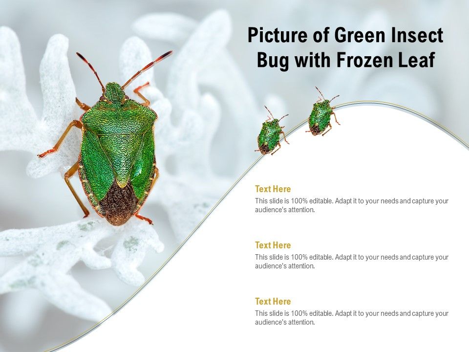 Picture_Of_Green_Insect_Bug_With_Frozen_Leaf_Ppt_PowerPoint_Presentation_Infographics_Example_PDF_Slide_1.jpg
