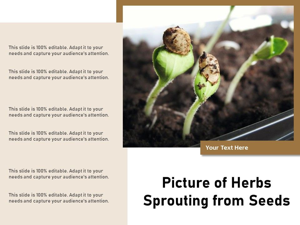 Picture_Of_Herbs_Sprouting_From_Seeds_Ppt_PowerPoint_Presentation_Slides_Portrait_PDF_Slide_1.jpg