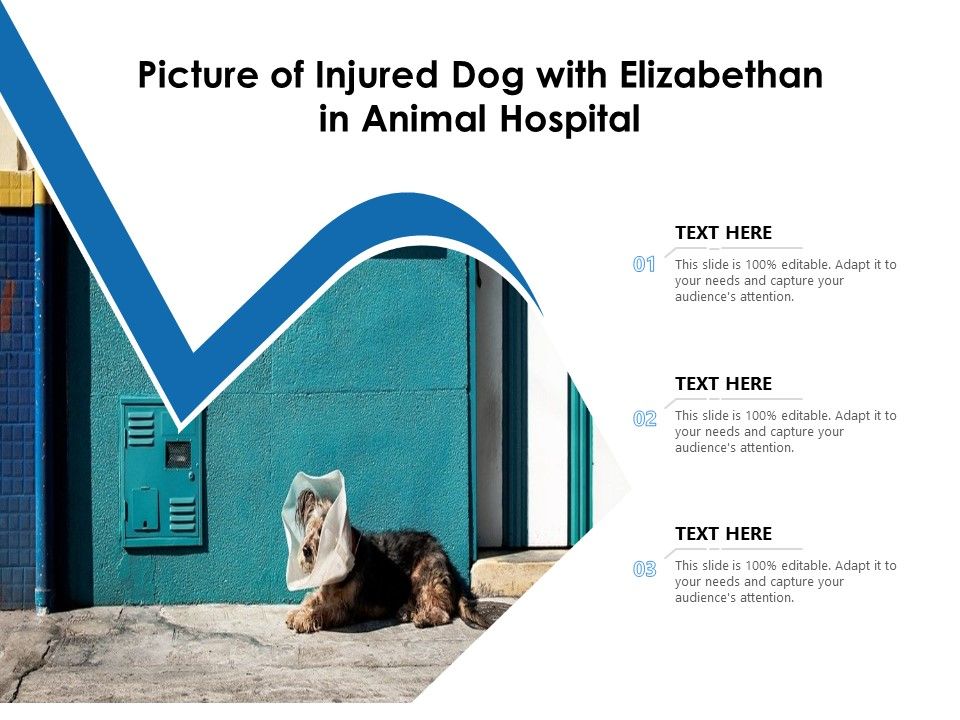 Picture_Of_Injured_Dog_With_Elizabethan_In_Animal_Hospital_Ppt_PowerPoint_Presentation_Inspiration_Graphics_Tutorials_PDF_Slide_1.jpg