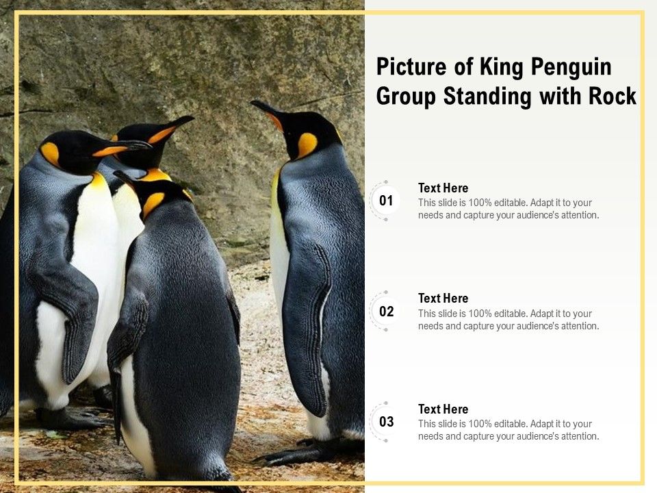 Picture_Of_King_Penguin_Group_Standing_With_Rock_Ppt_PowerPoint_Presentation_File_Portfolio_PDF_Slide_1.jpg