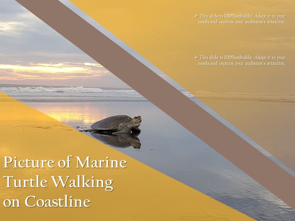 Picture_Of_Marine_Turtle_Walking_On_Coastline_Ppt_PowerPoint_Presentation_Professional_Background_Designs_PDF_Slide_1.jpg