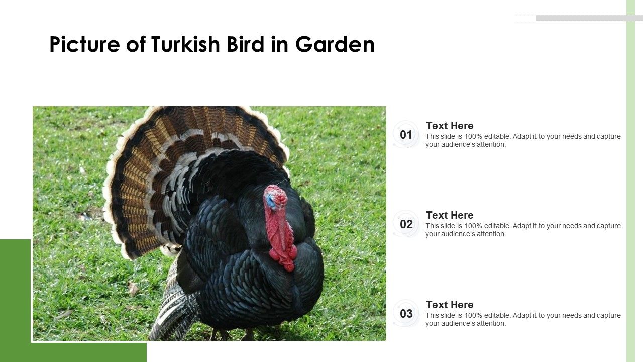 Picture_Of_Turkish_Bird_In_Garden_Ppt_PowerPoint_Presentation_File_Shapes_PDF_Slide_1.jpg