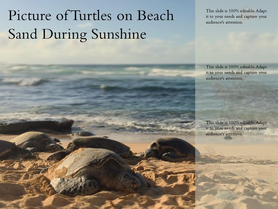 Picture_Of_Turtles_On_Beach_Sand_During_Sunshine_Ppt_PowerPoint_Presentation_Styles_Demonstration_PDF_Slide_1.jpg