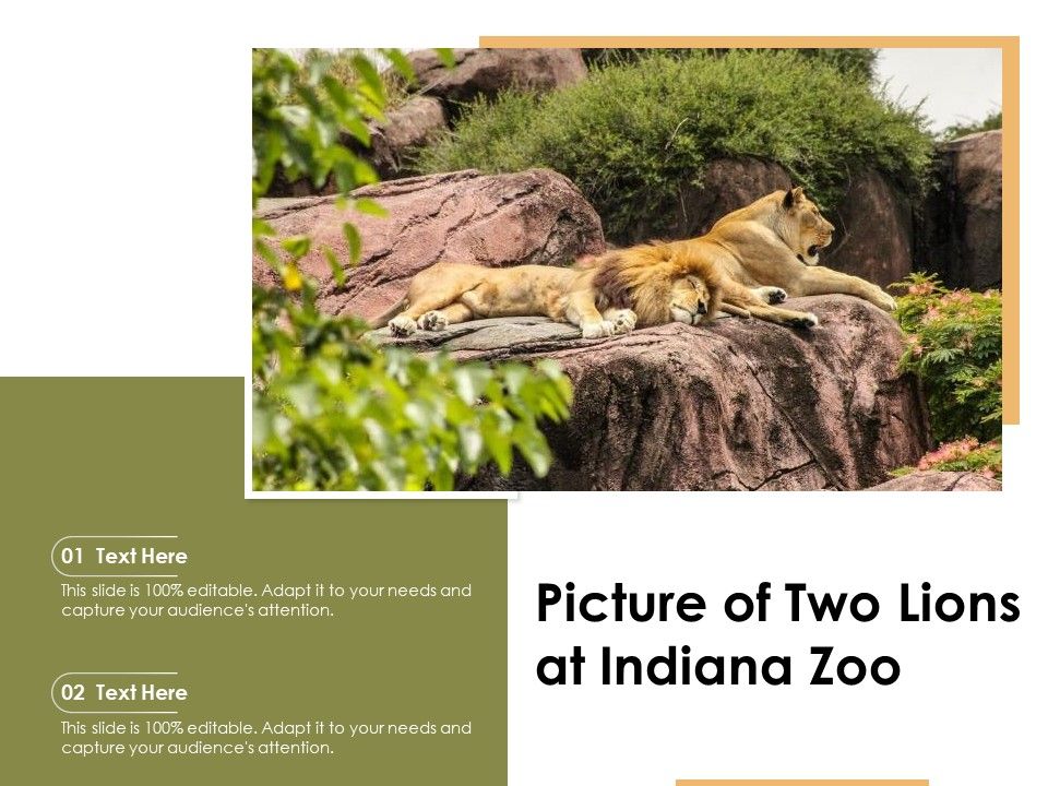 Picture_Of_Two_Lions_At_Indiana_Zoo_Ppt_PowerPoint_Presentation_Deck_PDF_Slide_1.jpg