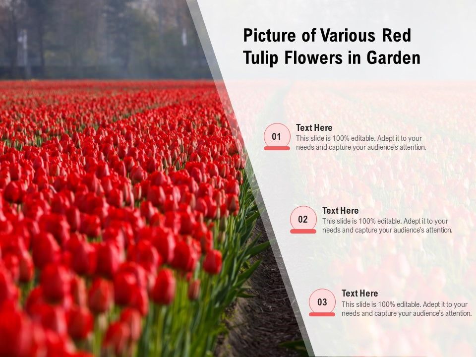 Picture_Of_Various_Red_Tulip_Flowers_In_Garden_Ppt_PowerPoint_Presentation_Gallery_Slides_PDF_Slide_1.jpg