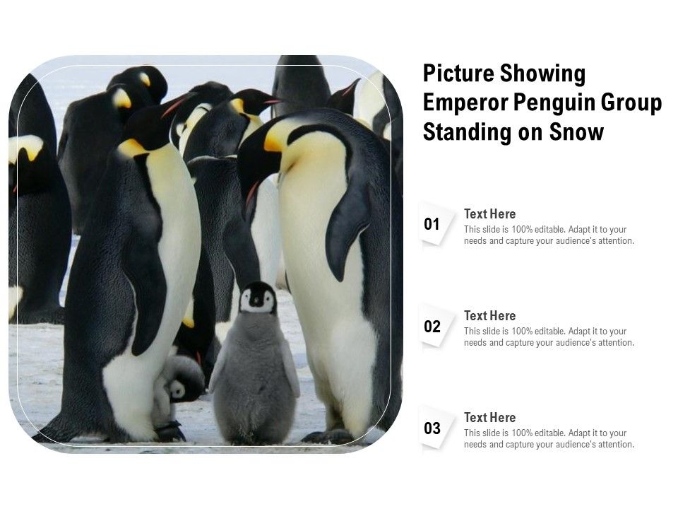 Picture_Showing_Emperor_Penguin_Group_Standing_On_Snow_Ppt_PowerPoint_Presentation_Gallery_Objects_PDF_Slide_1.jpg
