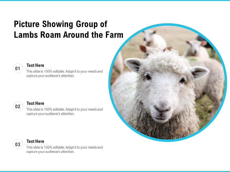Picture_Showing_Group_Of_Lambs_Roam_Around_The_Farm_Ppt_PowerPoint_Presentation_Gallery_File_Formats_PDF_Slide_1.jpg