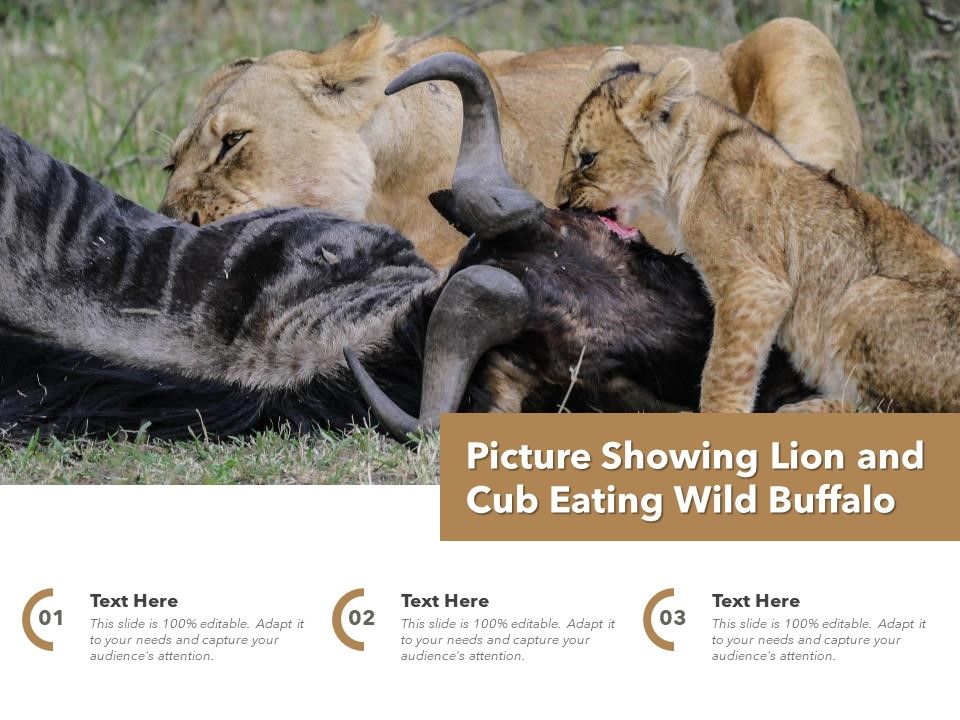 Picture_Showing_Lion_And_Cub_Eating_Wild_Buffalo_Ppt_PowerPoint_Presentation_Outline_Graphics_Example_PDF_Slide_1.jpg