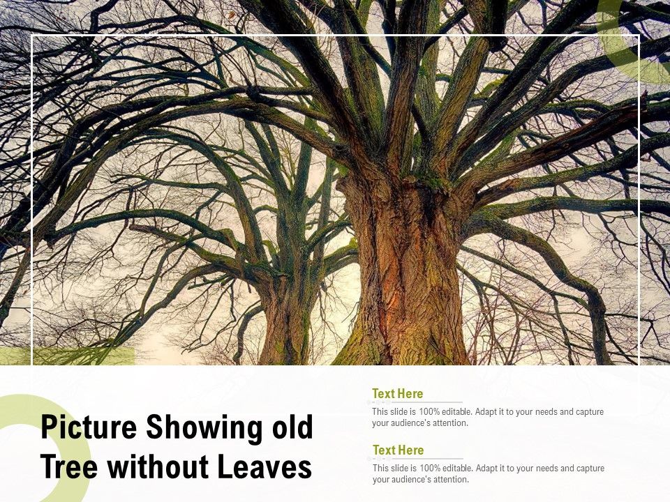 Picture_Showing_Old_Tree_Without_Leaves_Ppt_Gallery_Graphic_Tips_PDF_Slide_1.jpg