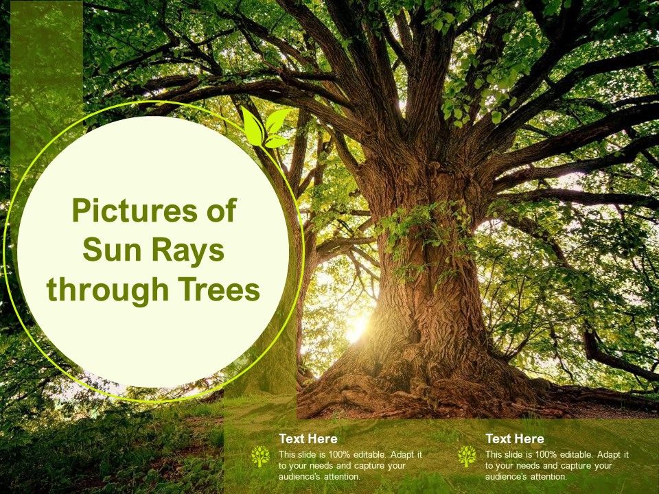 Pictures_Of_Sun_Rays_Through_Trees_Ppt_Gallery_Infographic_Template_PDF_Slide_1.jpg